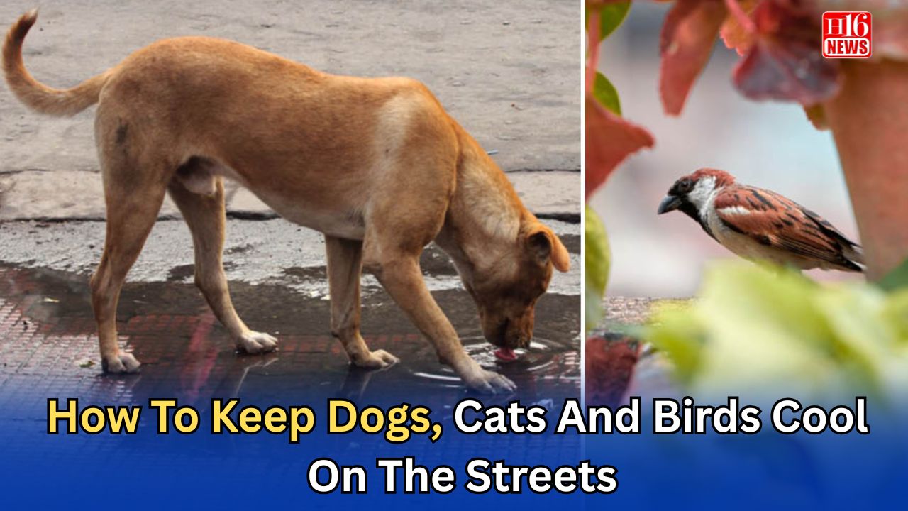 How To Keep Dogs, Cats And Birds Cool On The Streets